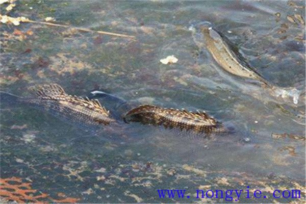 鱖魚(yú)的養殖方法