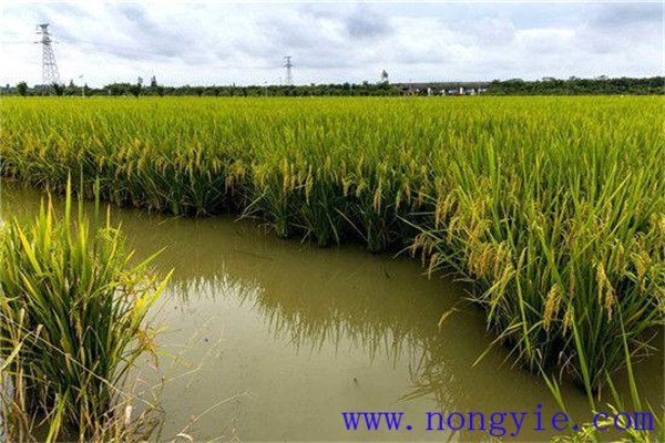 稻田養魚(yú)省去了繁重的除草勞動(dòng)