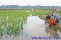稻田養魚(yú)的現代養殖模式有哪些新的變化？