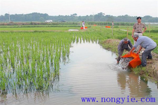 稻田養魚(yú)的現代養殖模式有哪些新的變化