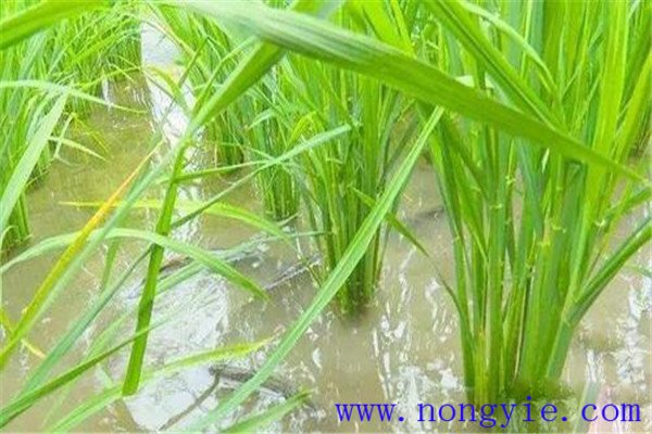 稻田養魚(yú)可使稻谷增產(chǎn)一成以上