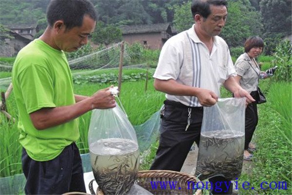 農民觀(guān)念束縛因素