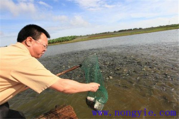 為什么說(shuō)養魚(yú)管理是關(guān)鍵