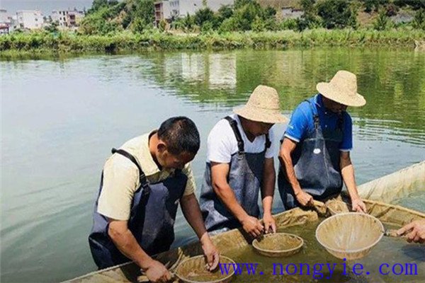 魚(yú)飼料的消毒
