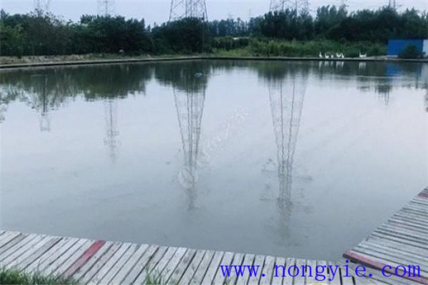 一些養殖魚(yú)類(lèi)的性別如何認別