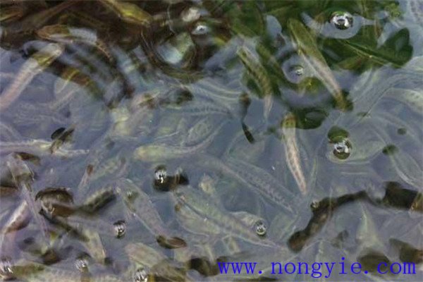 魚(yú)種最好自己培養