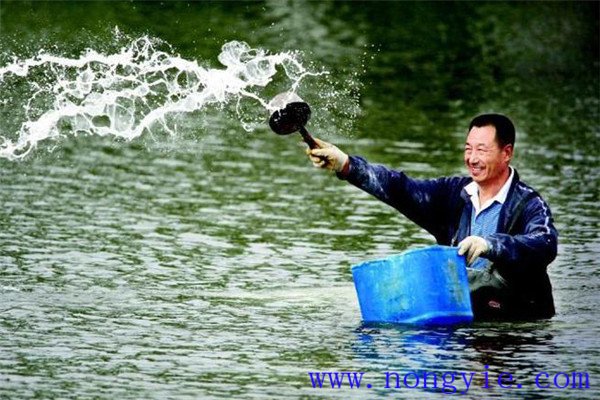 如何準備優(yōu)良魚(yú)種