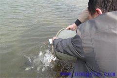 網(wǎng)箱養魚(yú)怎樣具體操作 日常管理主要內容是什么