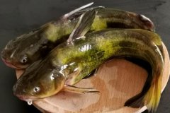 如何宰殺黃骨魚(yú)、怎么清洗，怎么挑選黃骨魚(yú)