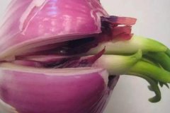 洋蔥發(fā)芽能不能吃，怎么避免洋蔥發(fā)芽？