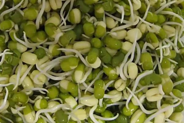 生長(cháng)豆芽的溫度要求