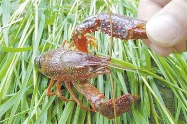 針對小龍蝦的攝食特點(diǎn)，科學(xué)投喂