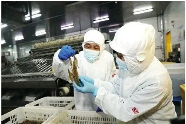南美白對蝦蝦苗運輸問(wèn)題