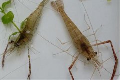 青蝦一生是如何蛻殼與生長(cháng)的