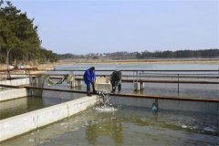 養蝦池能否混養魚(yú)類(lèi)，哪些魚(yú)類(lèi)可與蝦混養