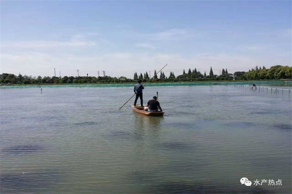 池塘魚(yú)蝦蟹高效養殖經(jīng)驗談