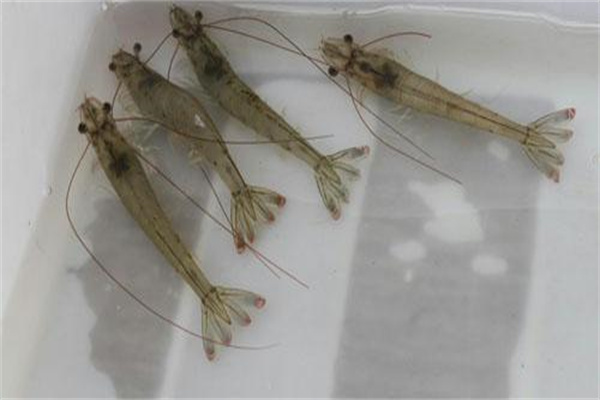 對蝦纖毛蟲(chóng)如何處理