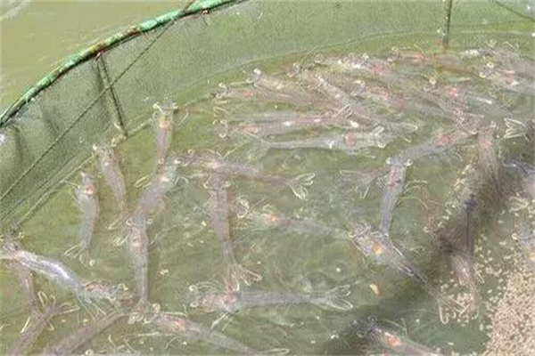 養南美白對蝦適宜水溫是多少