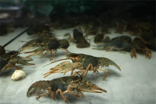什么是封閉式或半封閉式養蝦