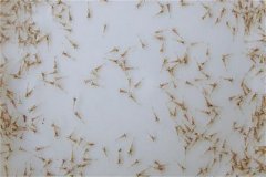 怎樣養好蝦，對當前養蝦業(yè)發(fā)展的幾點(diǎn)看法
