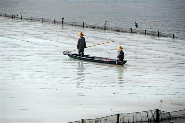 清除野雜魚(yú)，減少爭食者