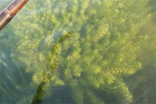 青苔對水產(chǎn)養殖好處