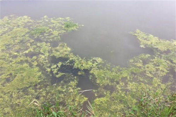 青苔對水產(chǎn)養殖的壞處