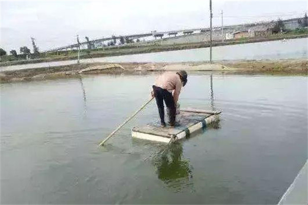 對蝦對溫度、鹽度的適應是怎樣的
