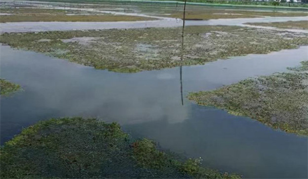 河蟹池中套養鱖魚(yú)技術(shù)要點(diǎn)