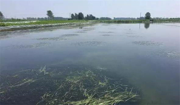 凈化、穩定水質(zhì)
