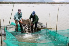 魚(yú)蝦鰍鱔蟹混養技術(shù)介紹