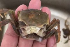 海水蟹類(lèi)脫殼期死亡的原因是什么，如何處理？