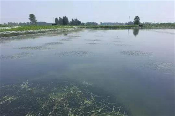 栽種水草，嚴格管護