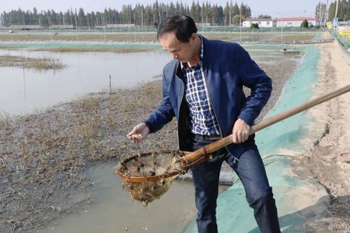 怎樣考慮氣象條件進(jìn)行養蟹池的飼養管理