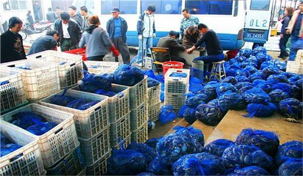 運輸幼蟹要注意哪些問(wèn)題