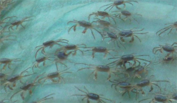 河蟹生長(cháng)后期的性腺發(fā)育規律