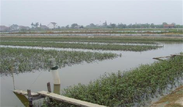 河蟹養殖如何科學(xué)投喂飼料
