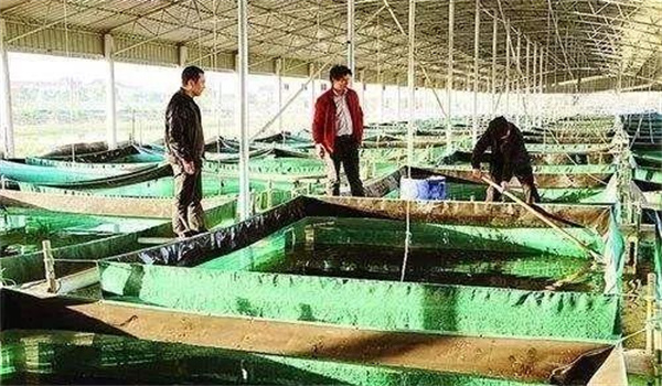 親蟹的暫養和越冬有哪些技術(shù)要點(diǎn)