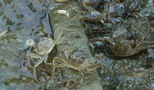 個(gè)體健壯、無(wú)病害