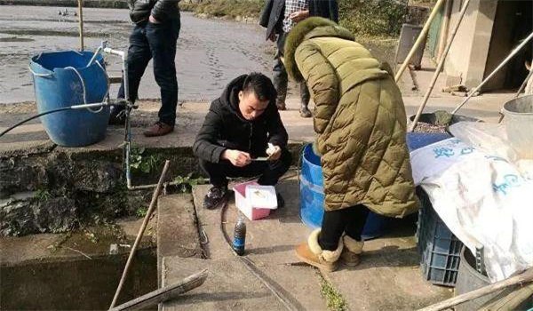 魚(yú)免疫前的準備工作