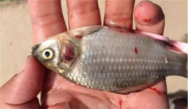 魚(yú)類(lèi)應激性出血癥的主要癥狀