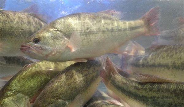 鱸魚(yú)的各種疾病防治方法