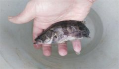 常見(jiàn)的魚(yú)病有幾種類(lèi)型，病毒性魚(yú)病有幾種