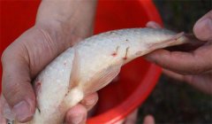 怎樣防治魚(yú)的中華魚(yú)鳋病，其癥狀表現如何？