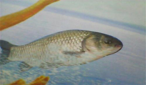 防治魚(yú)類(lèi)腸類(lèi)炎病的一些錯誤觀(guān)念