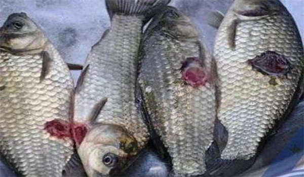 草魚(yú)出血性腸炎與細菌性腸炎病
