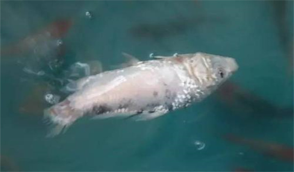中醫藥在魚(yú)病防治中的應用
