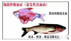怎樣防治淡水魚(yú)細菌性敗血癥