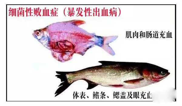 怎樣防治淡水魚(yú)細菌性敗血癥
