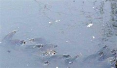 怎樣預測魚(yú)浮頭 如何判斷魚(yú)類(lèi)浮頭的輕重
